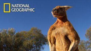 Muscular Kangaroos Martial Arts Match｜National Geographic [upl. by Pru]