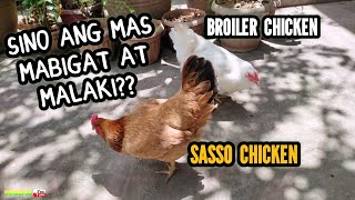 Broiler VS Sasso Chicken Sino Mas Mabigat at Malaki [upl. by Balfore]