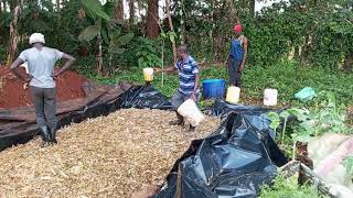 Steps of Silage Making [upl. by Anaahs800]