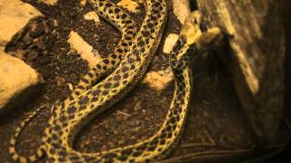 Two headed Gopher snake at Audubon Zoo New Orleans LA [upl. by Adnilak]