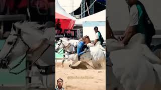 strong defense horse cowgirl rodeo equestrian rodeos cowboys [upl. by Nnaeirrac]