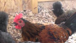 Mille Fleur Belgian Bearded DUccle rooster and some of my hens [upl. by Jervis]