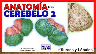 🥇 Anatomía del CEREBELO 24 Lóbulos divisiones ¡Explicación Sencilla [upl. by Aikrehs]