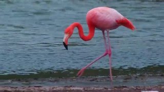 Flamingo Feeding in Galápagos [upl. by Rudolfo190]