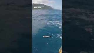 Tiger shark rammed me Kayaker surprised by shark mistaking kayak for possible meal Shorts [upl. by Det982]