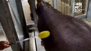 Fiona the Hippo Training to Give Blood Fiona Show S3 Ep1  Cincinnati Zoo [upl. by Clift754]