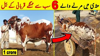 Pakistan Ki Mandi Main Foot Hony Walay Sab Sy Mehangay Qurbani K Janwar  NYKI [upl. by Dayir484]