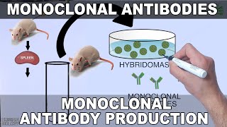 Monoclonal Antibodies and its Production [upl. by Fanny]