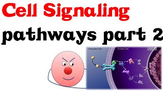 Cell Signaling Pathways part 2 [upl. by Scarito761]