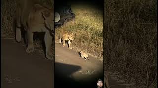 lion lioncubs animals lionworld wildlife lionslife tiger lionslover wildanimals wildlions [upl. by Schoening]