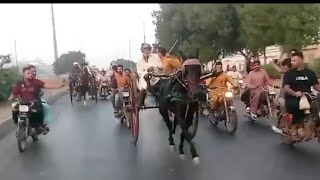 PegionampHorse social work all Pakistan tanga race [upl. by Ailahs]