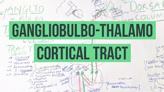 GANGLIOBULBOTHALAMO CORTICAL TRACTASCENDING TRACT DORSAL COLUMNS [upl. by Nelyahs]