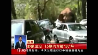 Chine Un éléphant sauvage en ballade endommage quinze voitures [upl. by Badr]