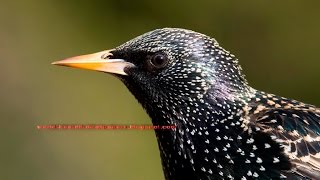 A common quot European Starling quot singing songs and calling calls [upl. by Iaht]