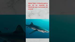 Sabias Que el tiburón azul es una de las especies de tiburones más numerosas del océano [upl. by Rosen]