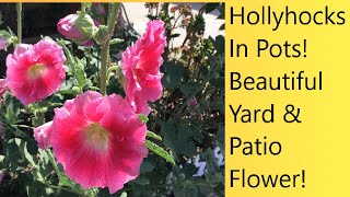 Video 43 Hollyhocks In Containers  Reblooming Hollyhocks Year After Year  CareSeed Collection [upl. by Woll]