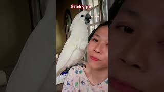 Sticky poo shortvideo cockatoolife loveparrots cutebirds [upl. by Olia]