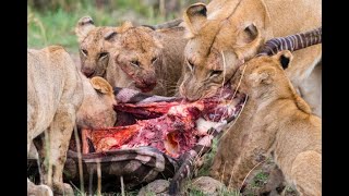 Lions attack  kill Zebra and eat it alive 😱 [upl. by Soinotna]