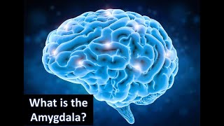 What is the Amygdala [upl. by Leventhal]