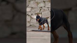 Doberman Guard Dog Walk Strength and Elegance in Motion  Best Guard Dog  Dog Lovers [upl. by Leiuqese]