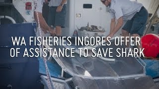 Operation Apex Harmony WA Fisheries Dept ignores offer of assistance to save shark [upl. by Spector]