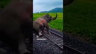 haathi mere Saathi song  इस हाथी 🙏 को कितने लाइक करोगे 😭😭😭😭 viral video short subscribe ke kijiye [upl. by Bennir]