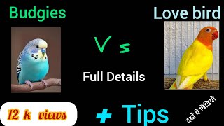 African Lave Birds Vs Budgies Full Comparis and Some tips for you birds video [upl. by Fusuy]