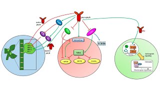 Phytochrome as regulator of photomorphogenesis Part II [upl. by Akiemahs]