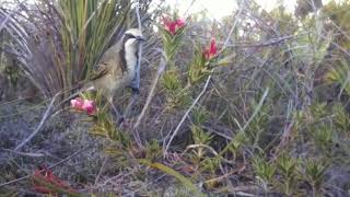 Motion detect for pollinators Astroloma [upl. by Blen135]