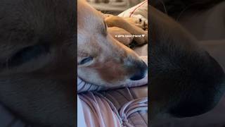 a girls sleepy best friend 🫶🏻 doglife doglover dogmom short shortvideo puppy dogshorts [upl. by Dnaltruoc]