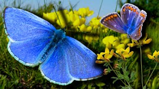 The Secret Relationship of Butterflies and ANTS Exposed Common Blue  Polyommatus icarus [upl. by Idna]