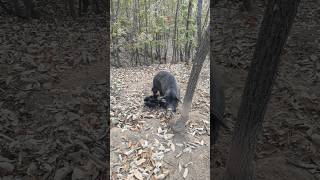 Found boar nest after walking around the mountain animals boar pig viral short animal wildpig [upl. by Ojok904]