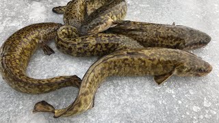 Burbot Eelpout Lawyer  Catch Clean Cook Eat [upl. by Kreda]