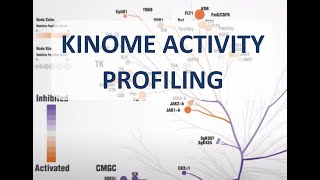 PamGene  Kinase activity profiling  Our kinase activity assay explained [upl. by Rebane]