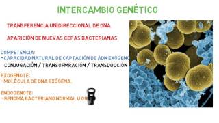 Microbiología Intercambio genético bacteriano Parte 1 [upl. by Dranoel]