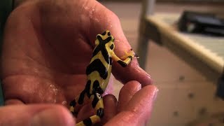 Panamanian Golden Frog Breeding  The Maryland Zoo [upl. by Cheke316]