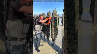 dont touch this thing near the sea😮viralvideo shortvideo [upl. by Cammi]