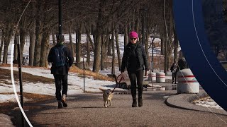 Redoux hivernal  record de température battu à Montréal [upl. by Annaeed]