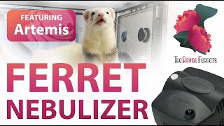 Artemis  Ferret Nebulizer Treatment [upl. by Meek797]