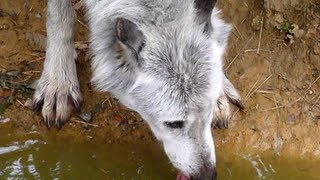 Nice Wolf drinking  HD [upl. by Colvin]