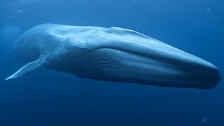 Синий кит  Blue Whale Энциклопедия животных [upl. by Aitropal]