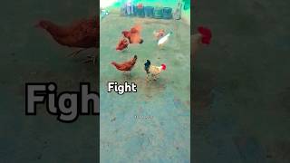 Aseel murga fight [upl. by Rosse8]