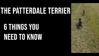 6 Things you Should Know About Patterdale Terriers [upl. by Euqinom72]