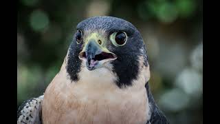 EP14 Peregrine Falcon  Bird Song [upl. by Cates]