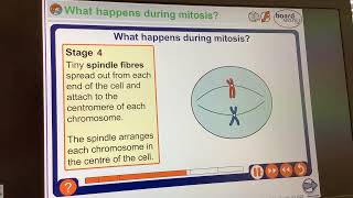 KS4 GCSEBiologyMitosis [upl. by Harberd]