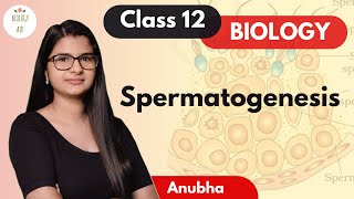 Class 12  Spermatogenesis NCERT [upl. by Aspasia248]