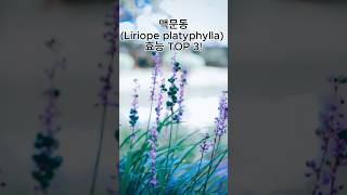 맥문동Liriope platyphylla의 효능 TOP 3 [upl. by Semyaj]