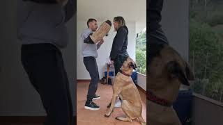 Dame un abrazo parati perros dogs perro short shorts videoshort videoviral viralshorts [upl. by Stark]