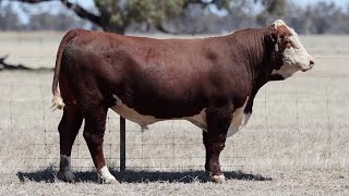 Lot 81 AEDT146 Allendale Poll Herefords 2024 [upl. by Kurtz]