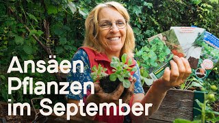 Gartenarbeiten im September Diese Pflanzen u Samen kommen jetzt noch in die Erde 🌱😍 [upl. by Oruhtra]